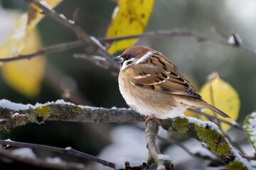 sparrow on a branch