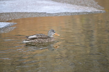 duck in the water, ICE, WINTER