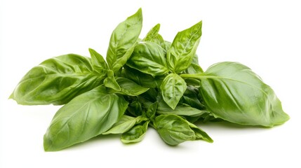 Fototapeta premium A bunch of fresh basil with its fragrant green leaves and aromatic scent, Each leaf's rich flavor and culinary versatility captured with precision