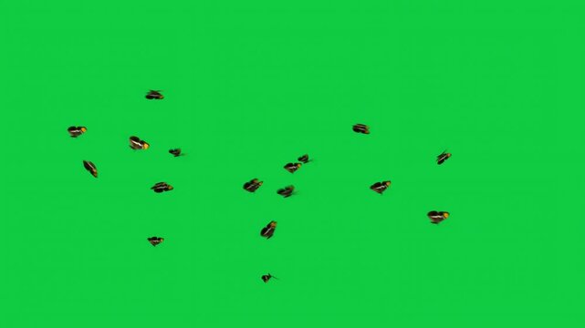 4 Bredow's Sister Butterflies Swarms Animation - Overlay Graphic Element