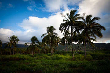 Fototapeta premium Palm trees in grassy Hawaiian field at dusk