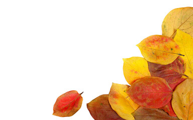 Dry colorful autumn leaves frame, isolated on white, clipping, top view