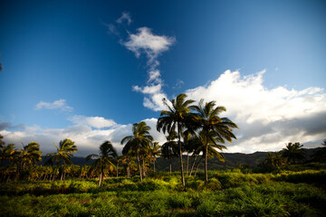 Sunset glow on beautiful tropical trees in grassy field