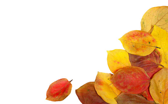 Dry colorful autumn leaves frame, isolated on white, clipping, top view