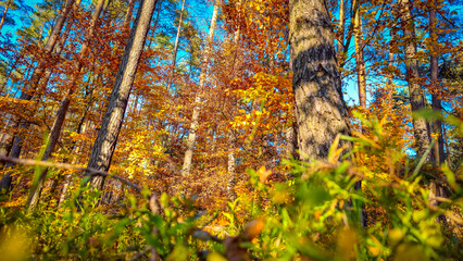 Natura lasów milickich