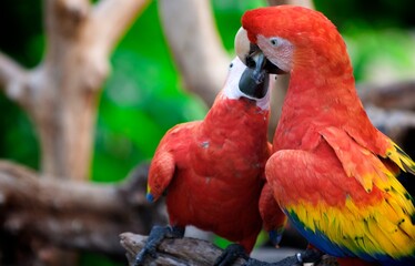 Colorful parrots pecking one another in tree, close up