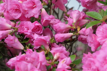 Pink Flowers
