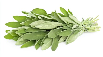 Obraz premium A bunch of fresh sage leaves with their velvety texture and earthy aroma, Each leaf's robust flavor and culinary versatility captured with precision