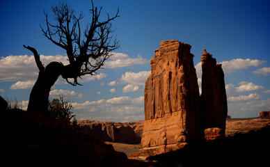 Large red rock and bare tree in empty desert - wide shot