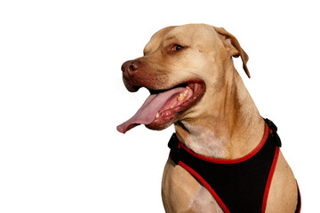 A striking portrait of a one-eyed pitbull sitting calmly, showcasing its resilience, charm, and unique beauty. A true symbol of strength and love