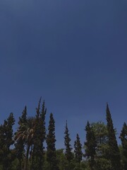 Park Trees
