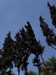 Fototapeta premium Park Trees