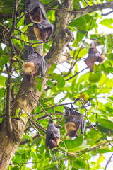 Flying Foxes