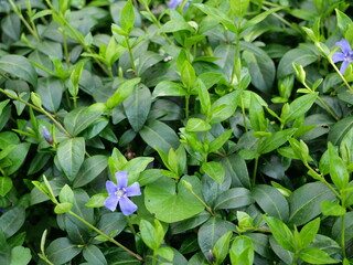 Barwinek - periwinkle groundcover  Vinca minor © k.mejdej