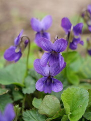Spring flower Viola odorata fiołek wonny