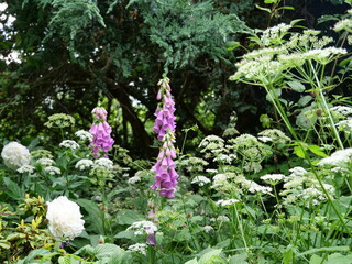 Natural garden - perennial flower bed with digitalis