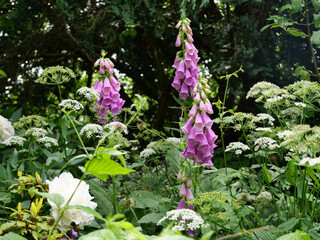 Natural garden - perennial flower bed with digitalis © k.mejdej