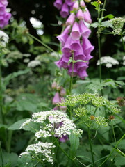 Natural garden - perennial flower bed with digitalis © k.mejdej