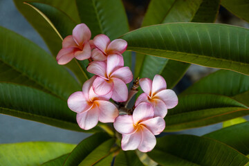 Full frame macro texture background of pink and yellow flower blossoms blooming on an indoor plumeria (frangipani) plant