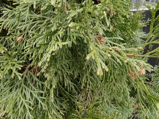 Branches of thuja with seeds in rainy weather