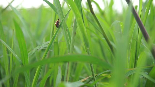 video of a ladybug perched on the grass