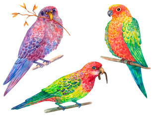 Parrots colorful watercolor illustration isolated on white.