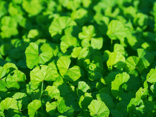 green leaves background