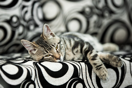 Small striped kitten lying and chilling on black and white circle patterned sofa