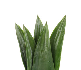 Fototapeta premium Fresh green pineapple leaves isolated on white