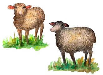 Lambs in the grass watercolor illustration isolated on white