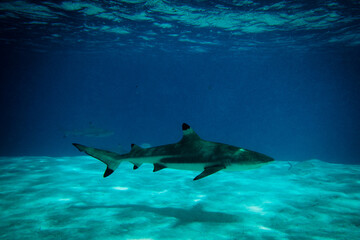 Fototapeta premium Low swimming blacktip reef shark, underwater shot