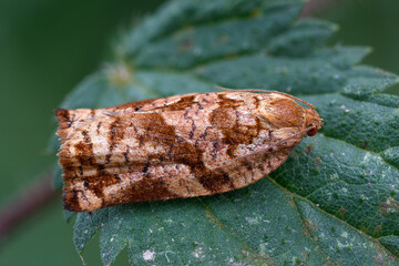 Kiefernnadelwickler - Archips Oporana