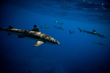 Obraz premium Sharks swimming beneath the surface of ocean - underwater shot