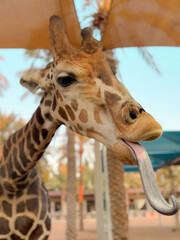 Giraffe Reaching Out with Its Tongue to Eat Leaves