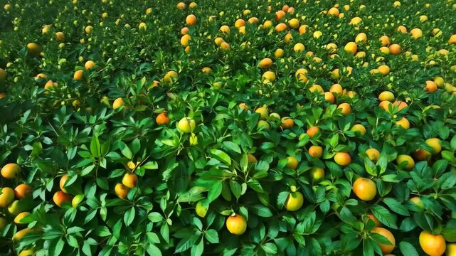 A bunch of oranges are growing in a field. There are many oranges in the field. The oranges are green and yellow
