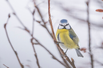 Naklejka premium The Eurasian blue tit (Cyanistes caeruleus)