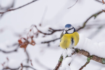 The Eurasian blue tit (Cyanistes caeruleus)