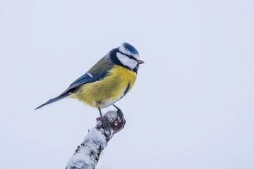 The Eurasian blue tit (Cyanistes caeruleus)