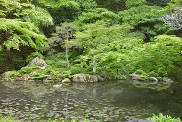 南禅寺内南禅院　曹源池　青モミジ(京都市左京区)