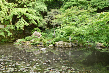 南禅寺内南禅院　曹源池　青モミジ(京都市左京区)
