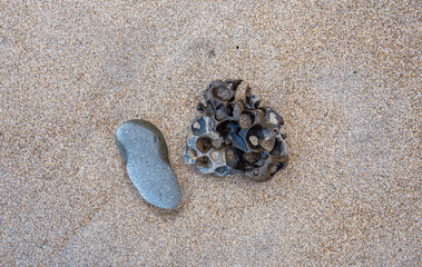 Porous interesting rock stone on a sandy beach in new zealand close up 