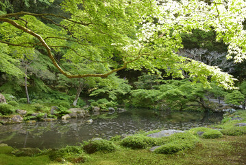 南禅寺内南禅院　曹源池　青モミジ(京都市左京区)