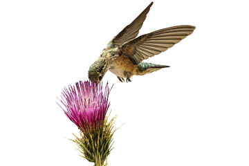 Broad-tailed Hummingbird (Selasphorus platycercus) Photo, feeding on a Arizona Thistle (Cirsium...