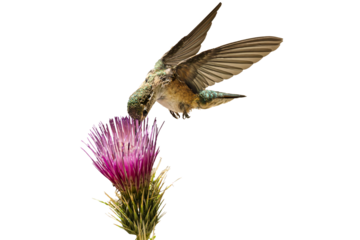 Broad-tailed Hummingbird (Selasphorus platycercus) Photo, feeding on a Arizona Thistle (Cirsium anrzonicum) Bloom, in Flight Over a Transparent Isolated PNG Background
