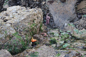 Tide Pools