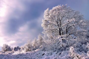 Snow covered trees in winter