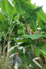 Banana Plant, St. Lucia
