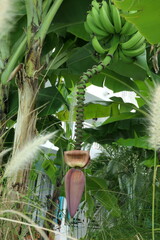 Banana Plant, St. Lucia