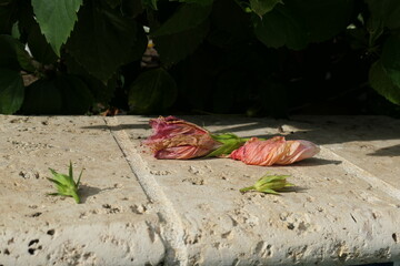 Dried Flowers, St. Lucia