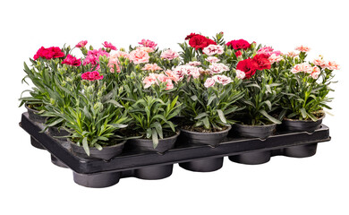 Multicolored carnations thriving in individual pots
